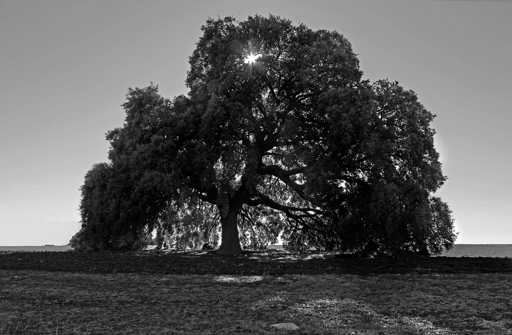 Arboles Singulares