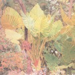 Vegetación Canaria (1979)